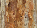 Paper bark tree